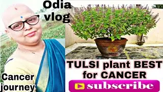 Benefits of TULSI PLANT//Cure for CANCER Tulsi Plant//My Cancer story//Cancer journey//Odia vlogs