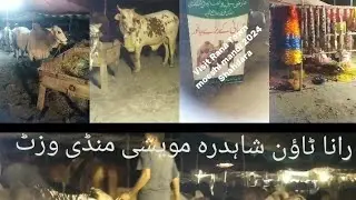 visit maweshi mandi Rana town 2024 || amazing video #sirwaseem #eidmubarak