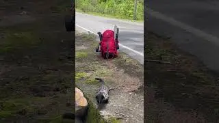 Baby Civet On A Silent Forest Hunt 🐾 | What Is She Looking For?
