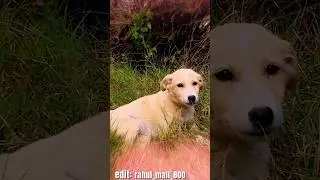 my home dog is very sweet dog❤️                                             #dog #editing #shorts