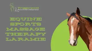 Equine Sports Massage Therapy Laramie
