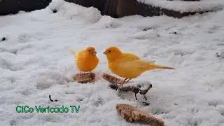 CiCo Vericado TV  - Kanaries in de sneeuw (januari 2026)