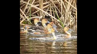 The NORTH SHORE BIRDING FESTIVAL and Other Birding Festivals  by the Bird Chats Team