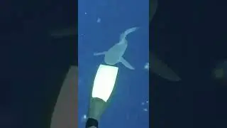 Hungry Shark Diving Offshore Oil Rig