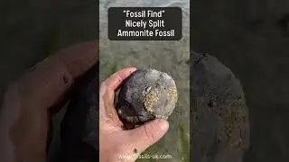A Surprise Ammonite Unveiled! 🏖️🌀 #Fossils #Shorts #fossilhunting