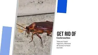 Cockroach Control Brisbane | Fast & Safe Pest Removal by Guard Pest Control Experts