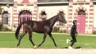 N&deg;106-Chocotoff of Picobello Z