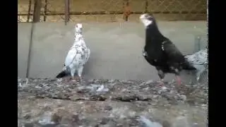 My Pigeons Part 11