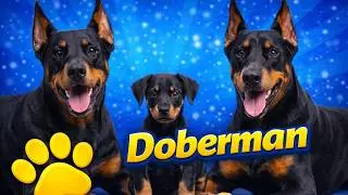 The History of the Doberman: From Dangerous Streets to the Perfect Companion Dog