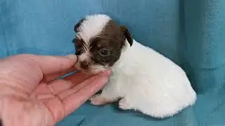 SedgysMiniMe Joshua: Chocolate Parti BieChi Male Puppy