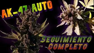 AK-47 AUTO??? -Seguimiento Completo-🌿