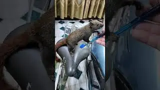 Brush the squirrel's teeth 🐿️🤪