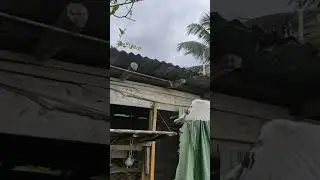 open pigeons nest