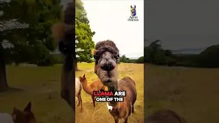 You Won&rsquo;t Believe Why This Llama Spits! 🦙😲 #funnyanimals #Llama #HilariousAnimals