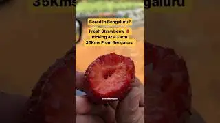 Share↗️Hidden Strawberry Farm Plucking Experience Just 35kms From Bengaluru. Bored In Bengaluru?