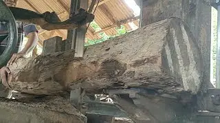 Sawing expensive teak wood from the forestry department