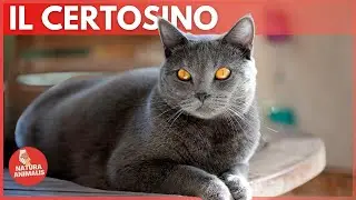 IL GATTO CERTOSINO - Caratteristiche, Storia e Curiosità!🐈‍⬛✨🙋