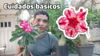 Cuidados b&aacute;sicos para tu rosa del desierto| adenium Obesum