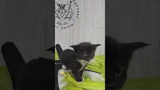 Margo the tuxedo polydactyl kitten!