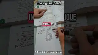 Dr Fox Quick draw anatomy: The inguinal canal #anatomy #surgery #usmle #mrcs #medstudent