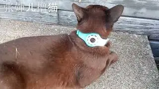 富家小公子棕仔的GPS没了，但链还在，难道是家道中落了？可怜的娃，放心来张婶儿家总能让你吃饱！#棕猫 #browncat
