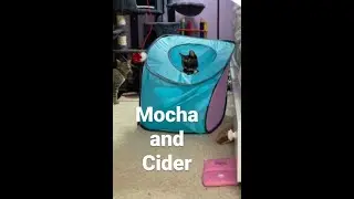 Cider and Mocha play #rochesterny #fosterkittens #cutekittensvideso #tortoiseshellcat #tabbycat