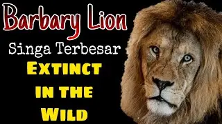 BARBARY LION - Singa Modern Terbesar yang Punah di Alam Liar