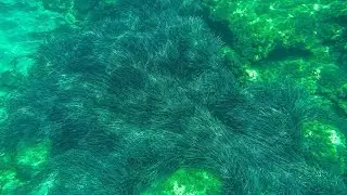Osmo Pocket - Underwater 4K