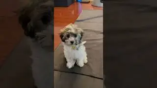 Puppy's First Clicker Training | 강아지 첫 클리커 훈련