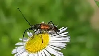 Mini insects  !!!  Some breathtaking scenery of Nature  !!! 