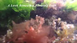 Live Feed Friday - Sea whip (Leptogorgia virgulata)