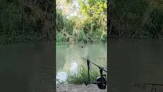 Carpfishing. Supporto Boatman per Deeper. #carpfishing #shorts @DSMStore