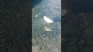 Blurry video of bird at bolsa chica wetlands
