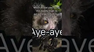 Meet the Aye-Aye: Madagascar's Unique Nocturnal Primate