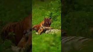 Our Best Views From 2023 | Madhya Pradesh | MP Tourism