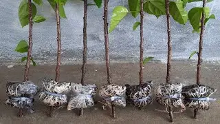 The World's Best Bethod of Hibiscus Propagation | Hibiscus Plant Air Layering