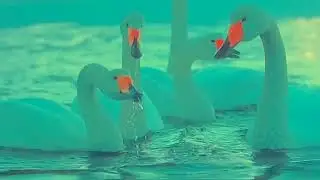 Mindracer - Cosmicfashion (Unofficial Music Video)