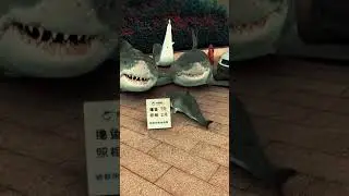 Funny Shark - Creative Inventions Shark Video