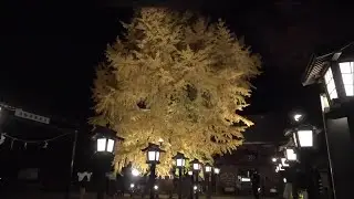 金色の大イチョウ　境内を染める　さくら市・今宮神社