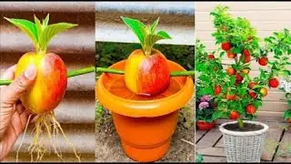 🌿How to grow apple tree plant at home #live