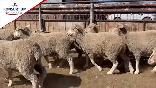 Lot 73 | Konsortium-Merino 92ste veiling