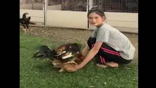 Great, Beautiful girl help Chicken mating