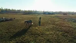 aerial view of sheep flock and horses grazing in the farm field