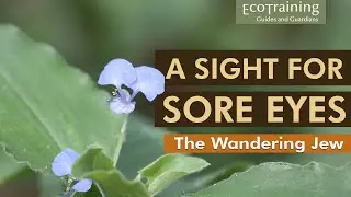 Flora Fridays: Wandering Jew | Blue Commelina