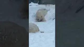 #Snow chaos for #Europe, snow joy for polar #bears