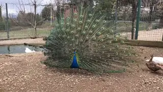 🦚 મોર &ndash; ભારતનું રાષ્ટ્રીય પક્ષી | Peacock Documentary in Gujarati | Birds Facts in Gujarati #Animal 