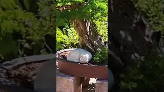 😻 Gatinho Dormindo na Sombra de um Bonsai MONSTRO de Piteco 🌳✨