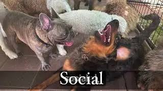 Dog Socilization Is Important |  Balanced Obedience Dog and Puppy training specializes