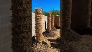 How I Overwinter Moringa Trees In Zone 9