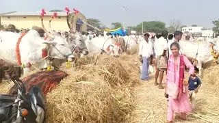 Raravi Yellamma Cattle's pair in letest video 2026